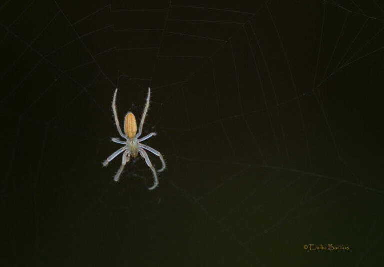 Larinia