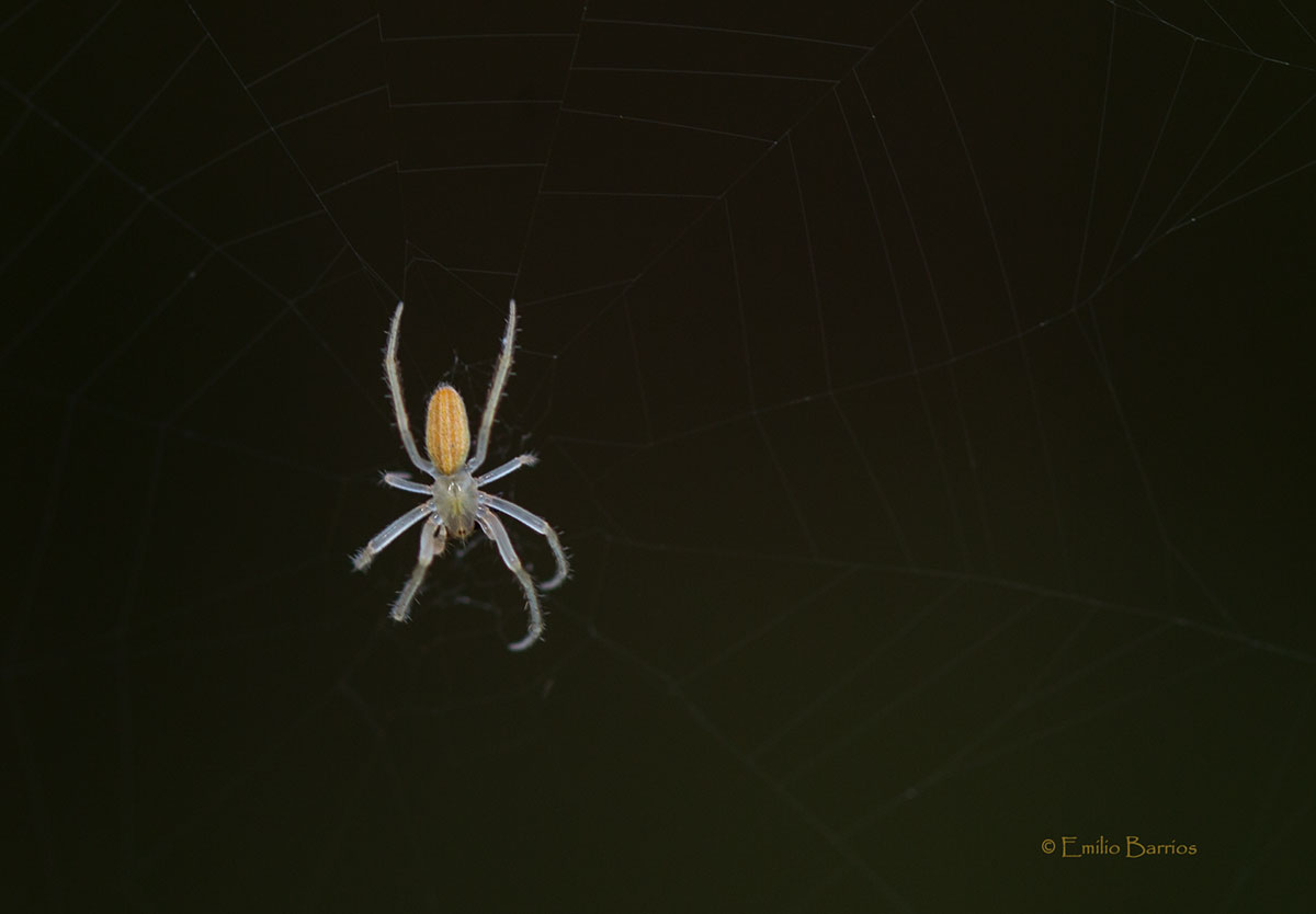 Larinia