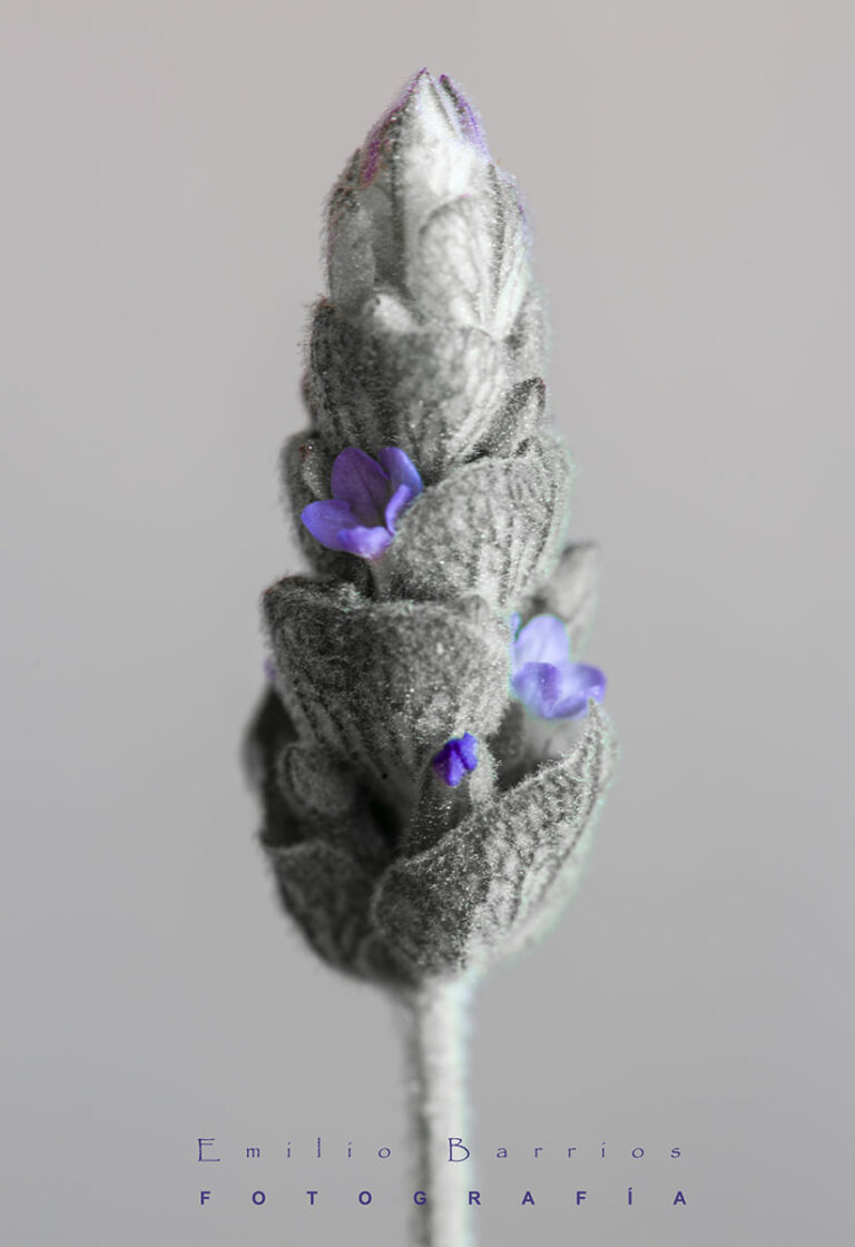 Lavanda B/N