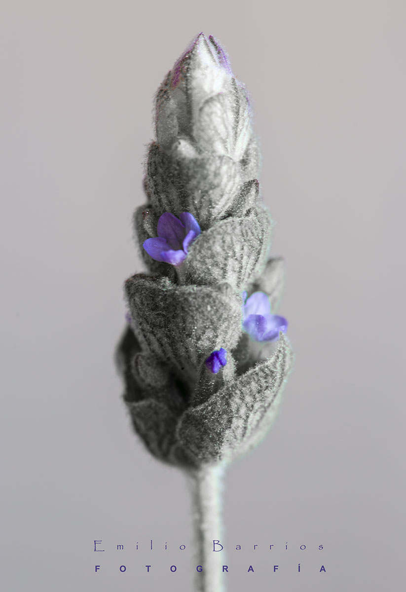 Lavanda B/N