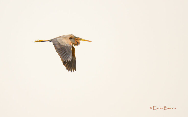 Surcando el cielo