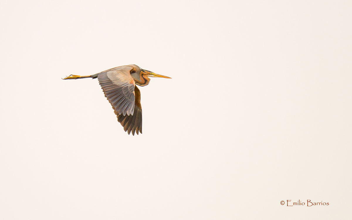 Surcando el cielo