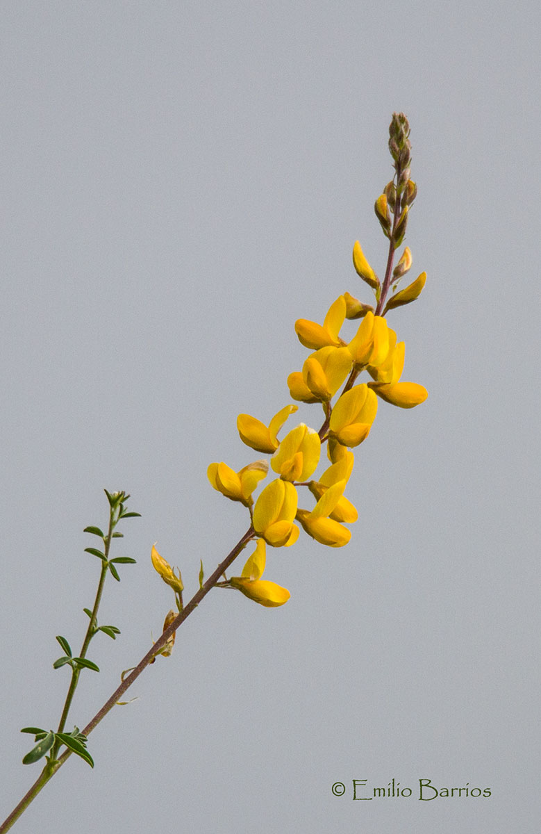 Retama spartium junceum