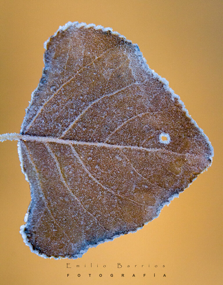 Hoja o Rodaballo