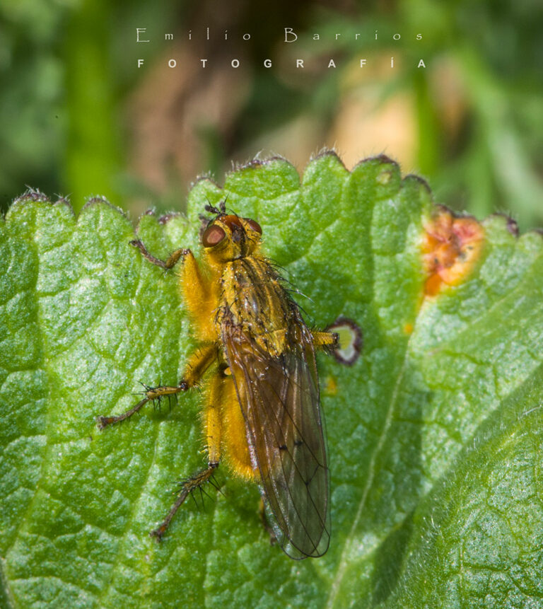 Yellow Dung Fly