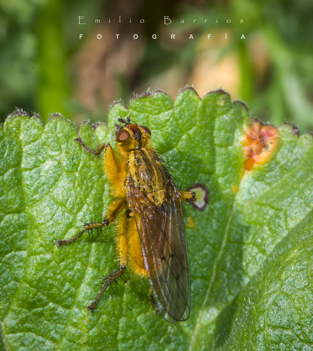 Yellow Dung Fly