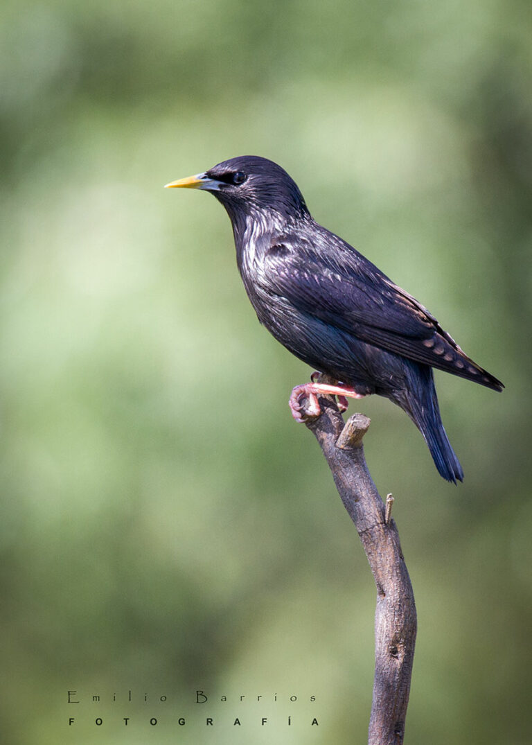 Turdus Merula