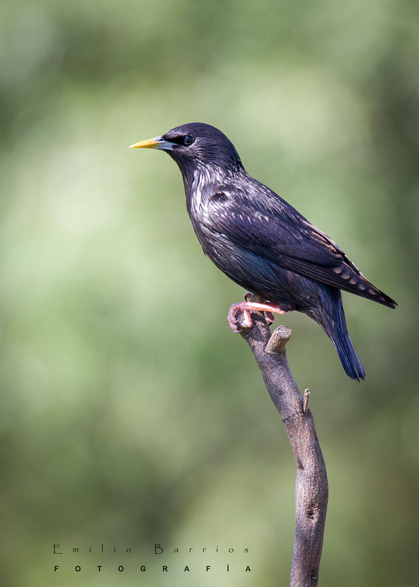 Turdus Merula