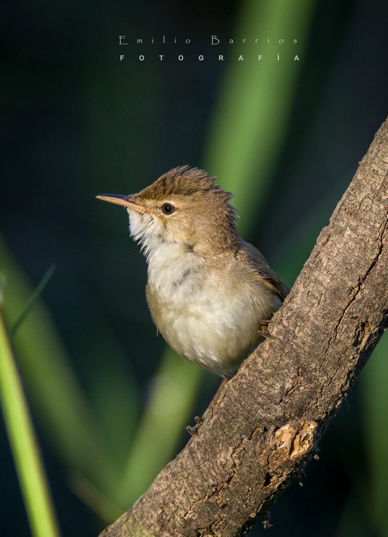 Acrocephalus scirpaceus