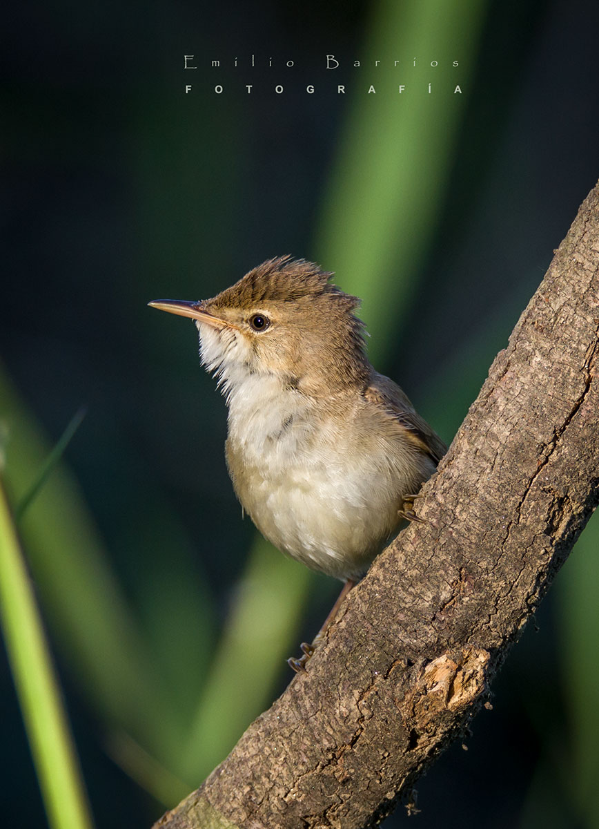 Acrocephalus scirpaceus