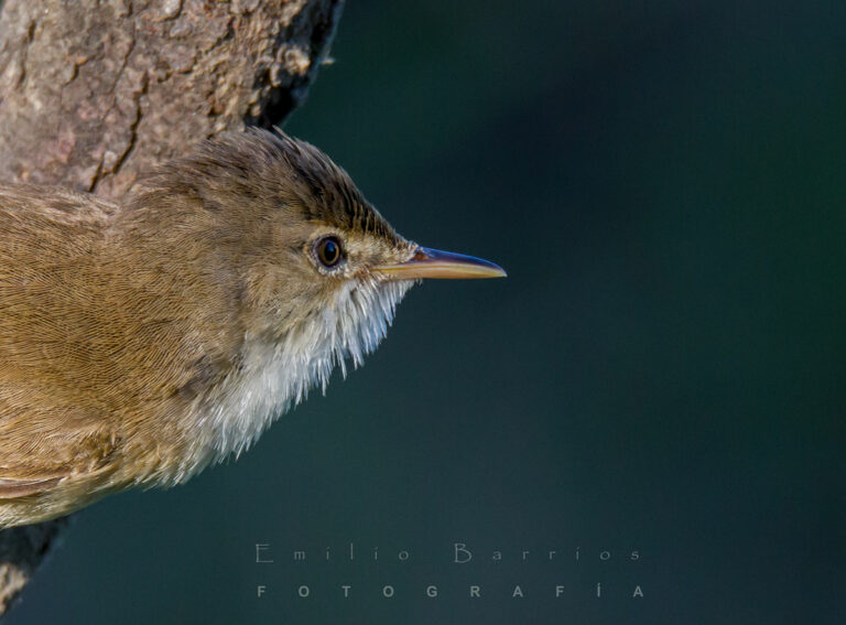 Acrocephalus scirpaceus (retrato)