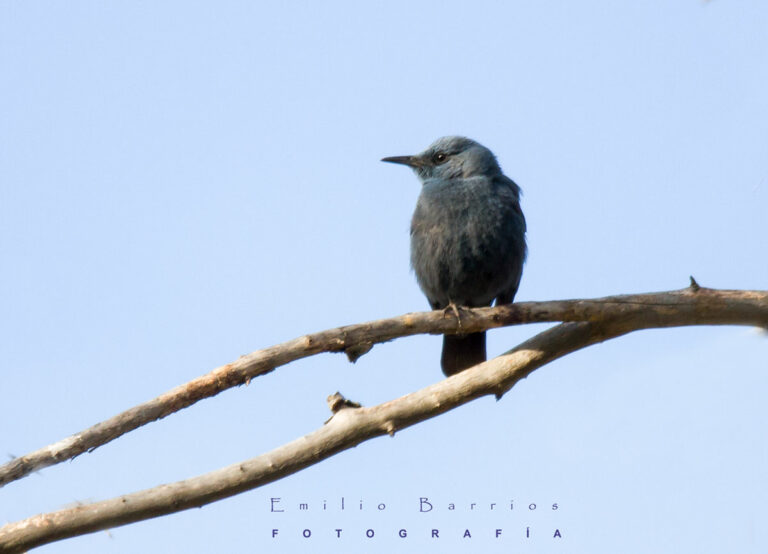 Monticola Solitarius