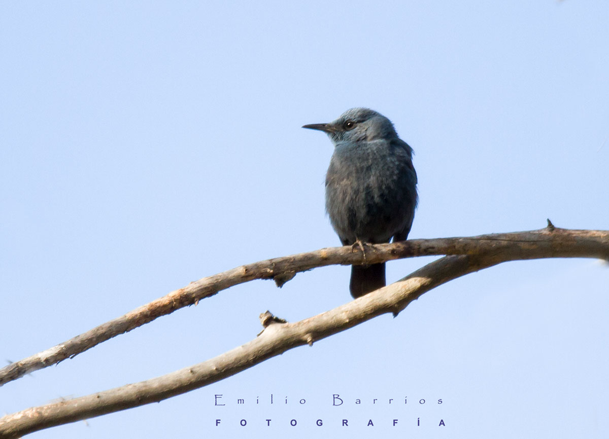 Monticola Solitarius