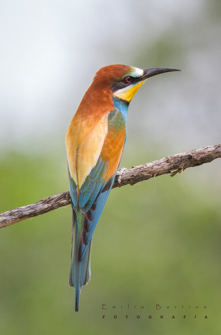Merops apiaster