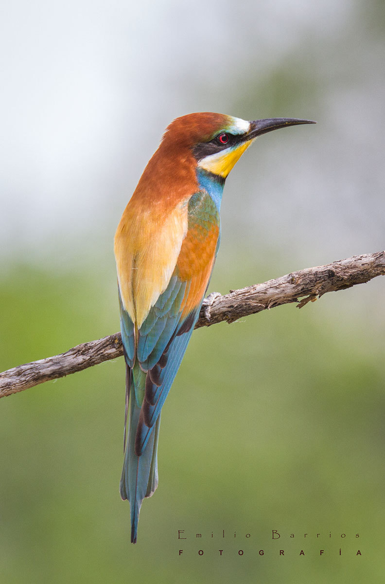 Merops apiaster