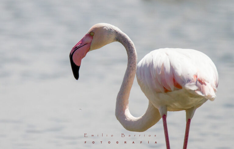 Phoenicopterus roseus