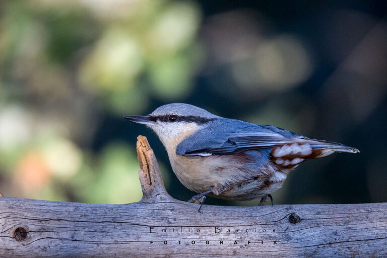 Sitta europaea