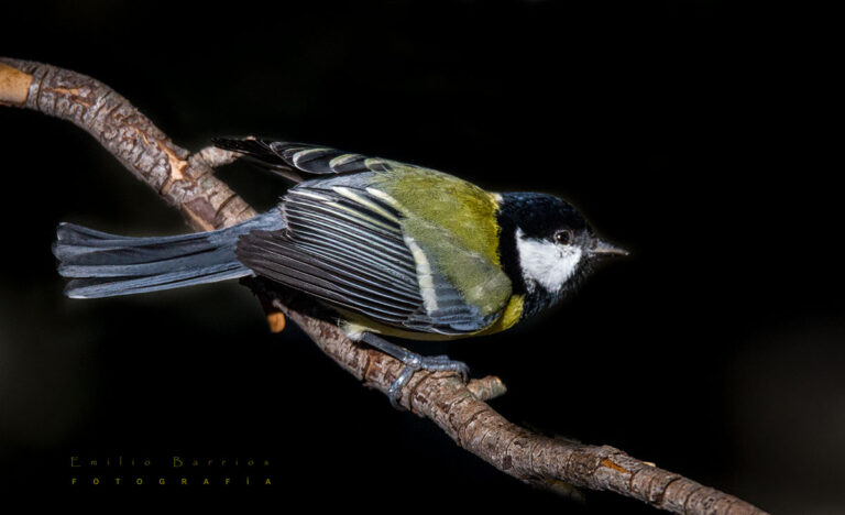 Parus major