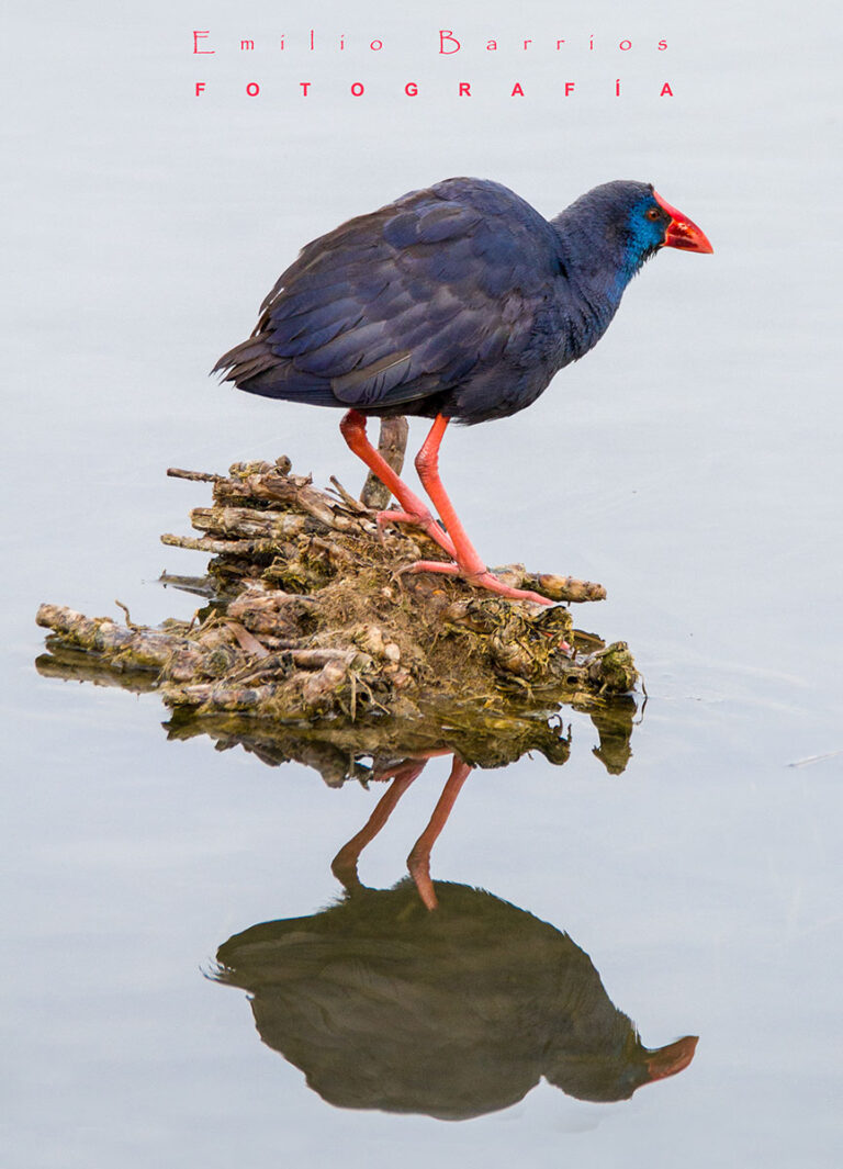 Porphyrio porphyrio