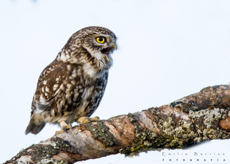 Athene noctua