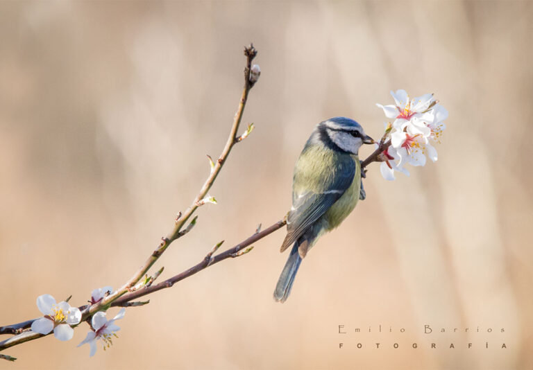 Cyanistes caeruleus