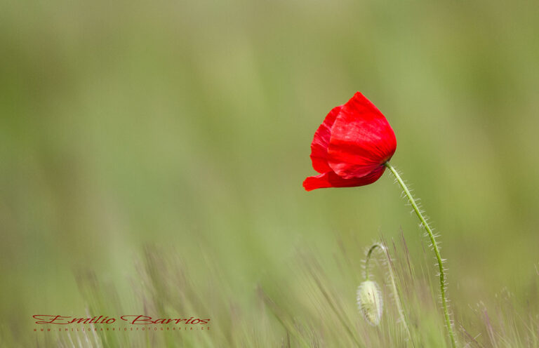 Papaver rhoeas