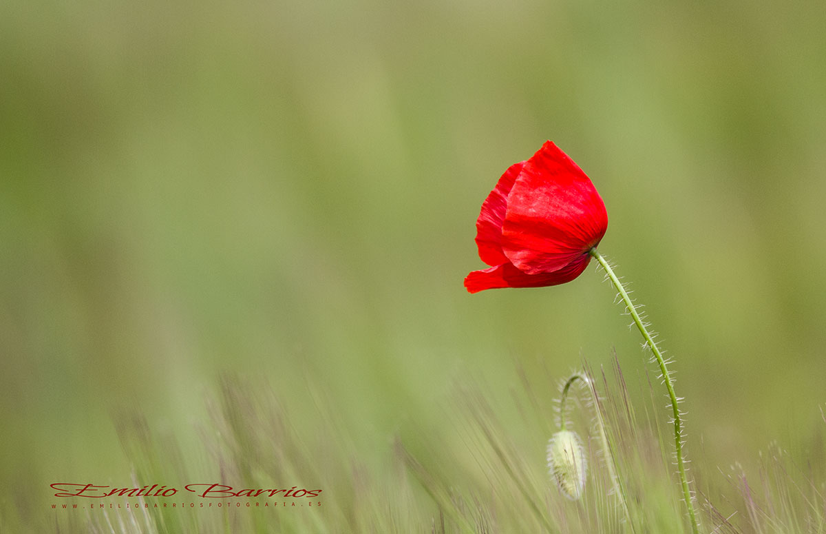 Papaver rhoeas