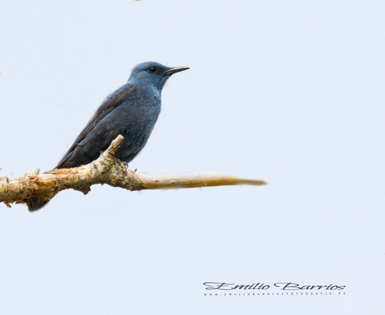 Monticola solitarius