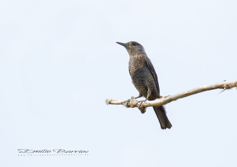Monticola solitarius