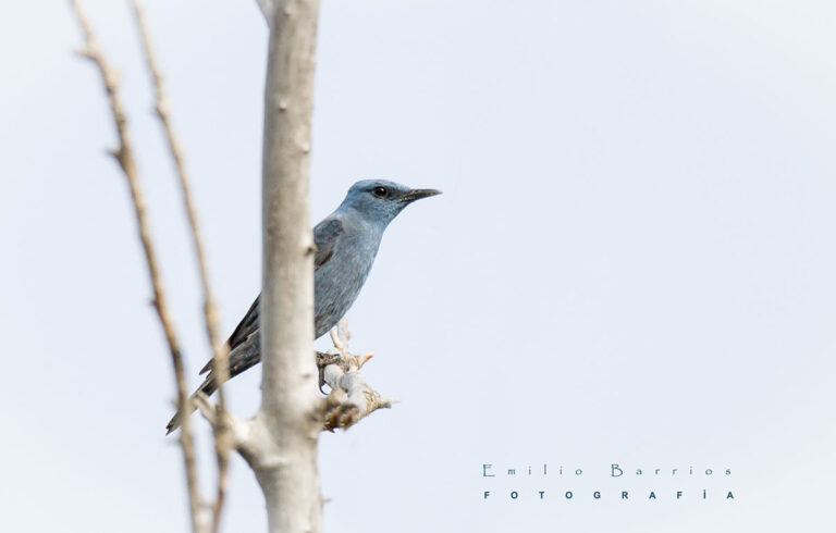 Monticola solitarius