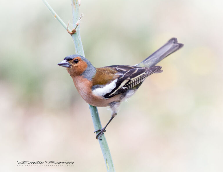 Fringilla coelebs