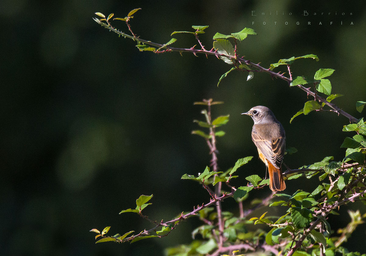  Phoenicurus phoenicurus