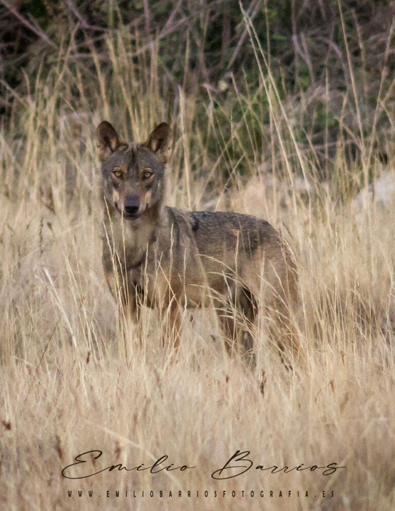 Canis Lupus