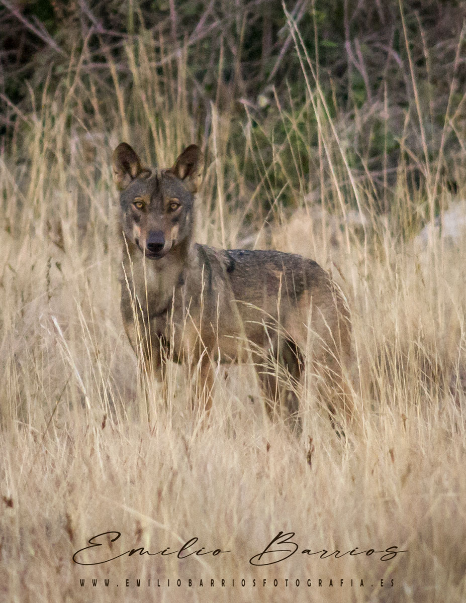 Canis Lupus