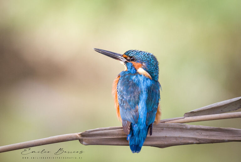 Alcedo atthis