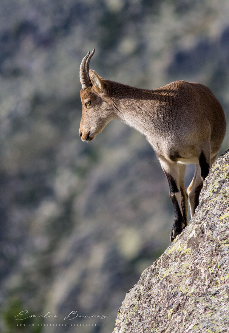 Capra pyrenaica II
