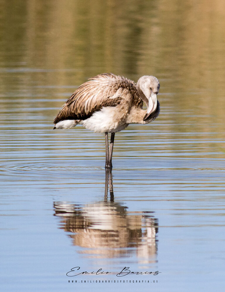 Phoenicopterus roseus