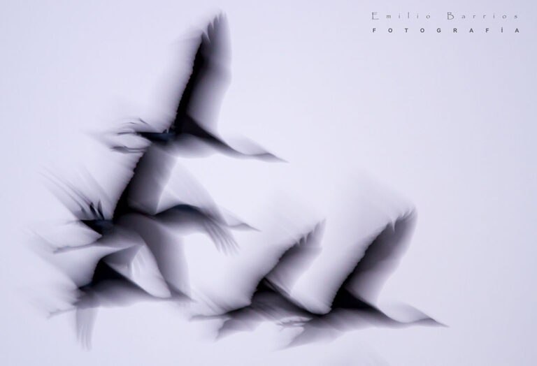 Vuelo Grus Grus