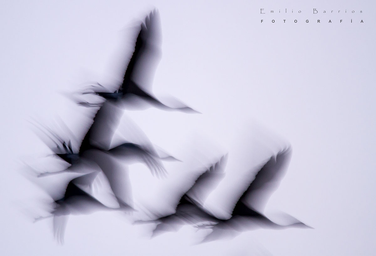 Vuelo Grus Grus