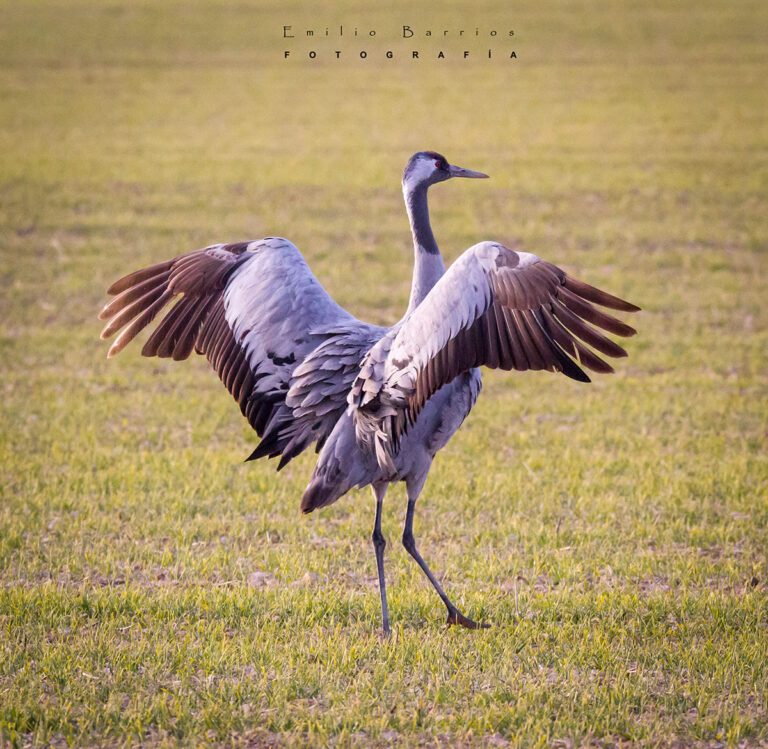 Grus grus