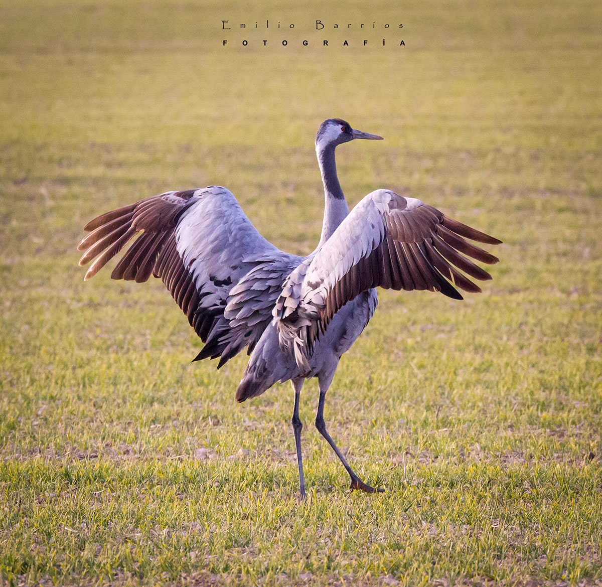 Grus grus