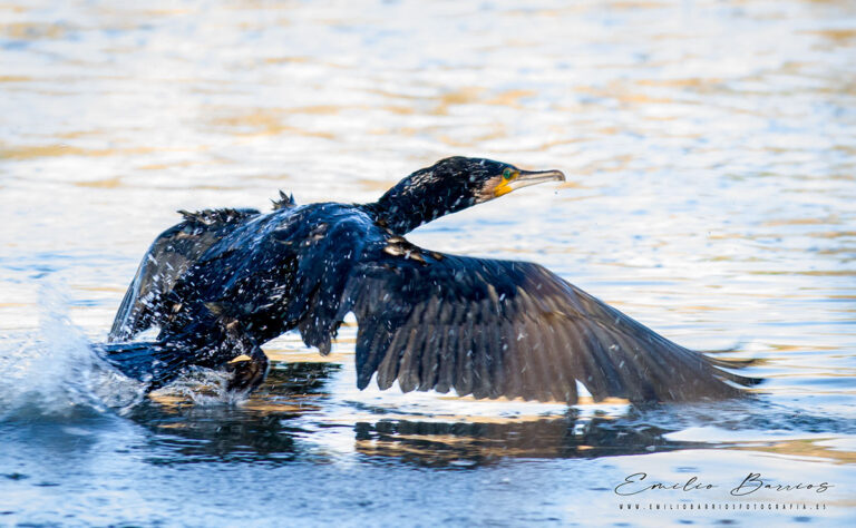 Phalacrocorax carbo II