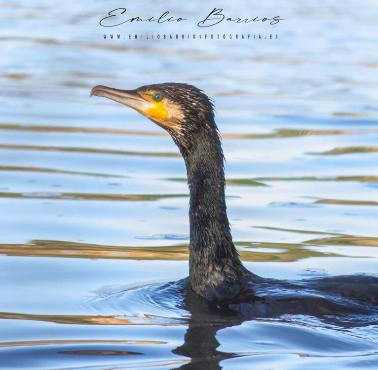 Phalacrocorax carbo