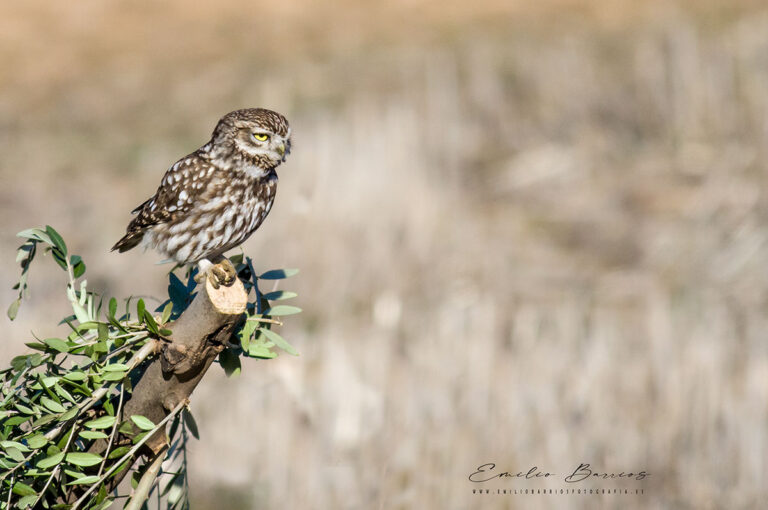 Athene noctua