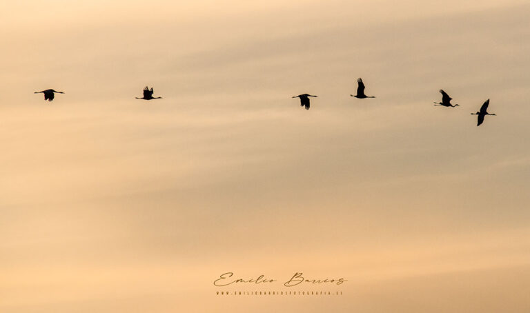 Grus, Grus, Grus …