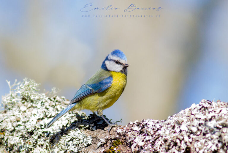 Cyanistes caeruleus