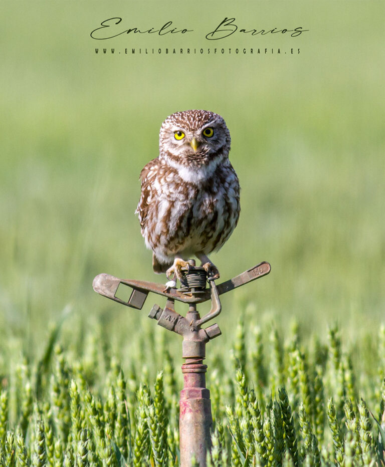 Athene noctua