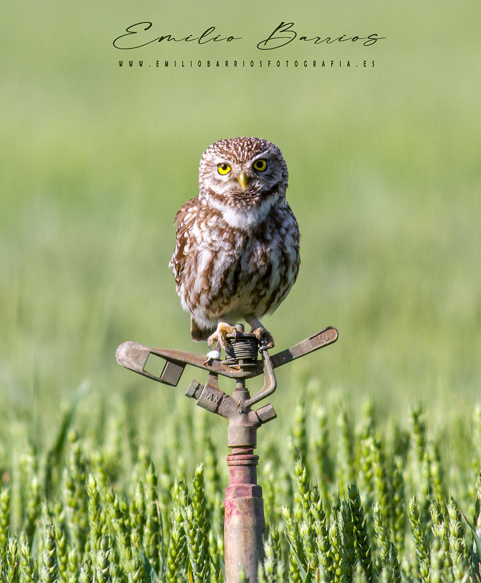 Athene noctua