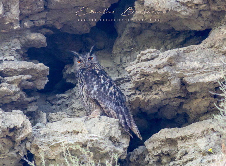 Bubo bubo