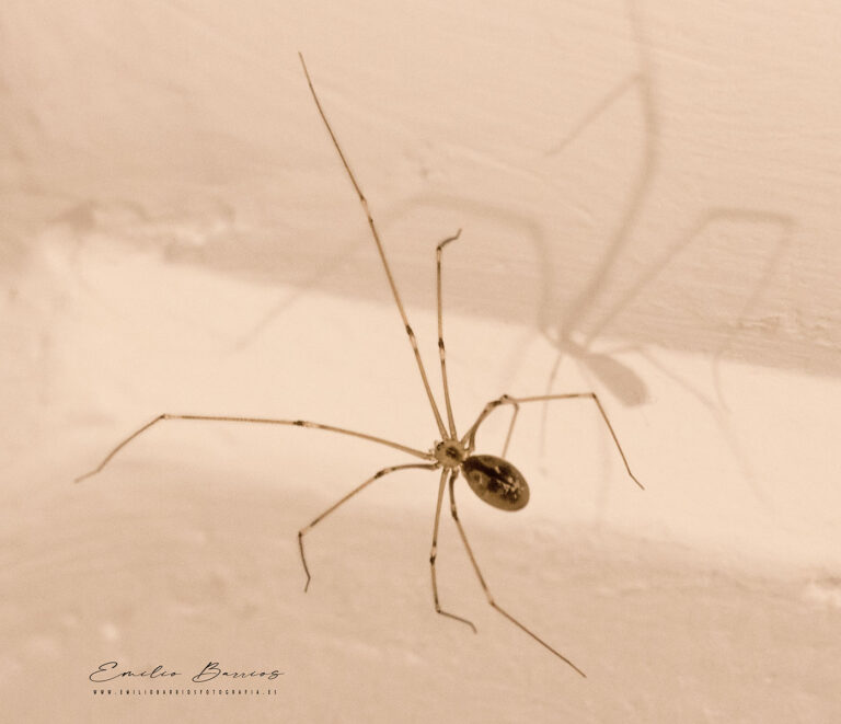 Pholcus phalangioides